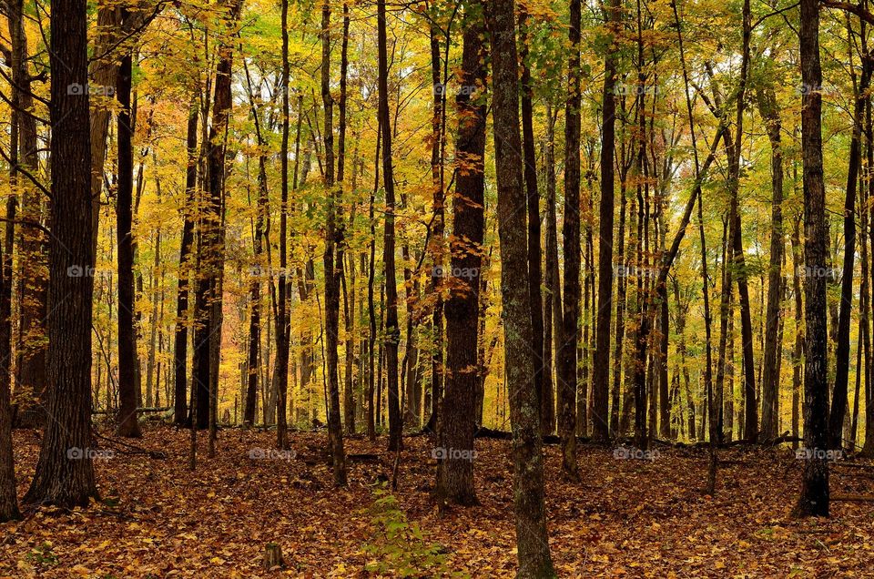 Autumn trees in forest