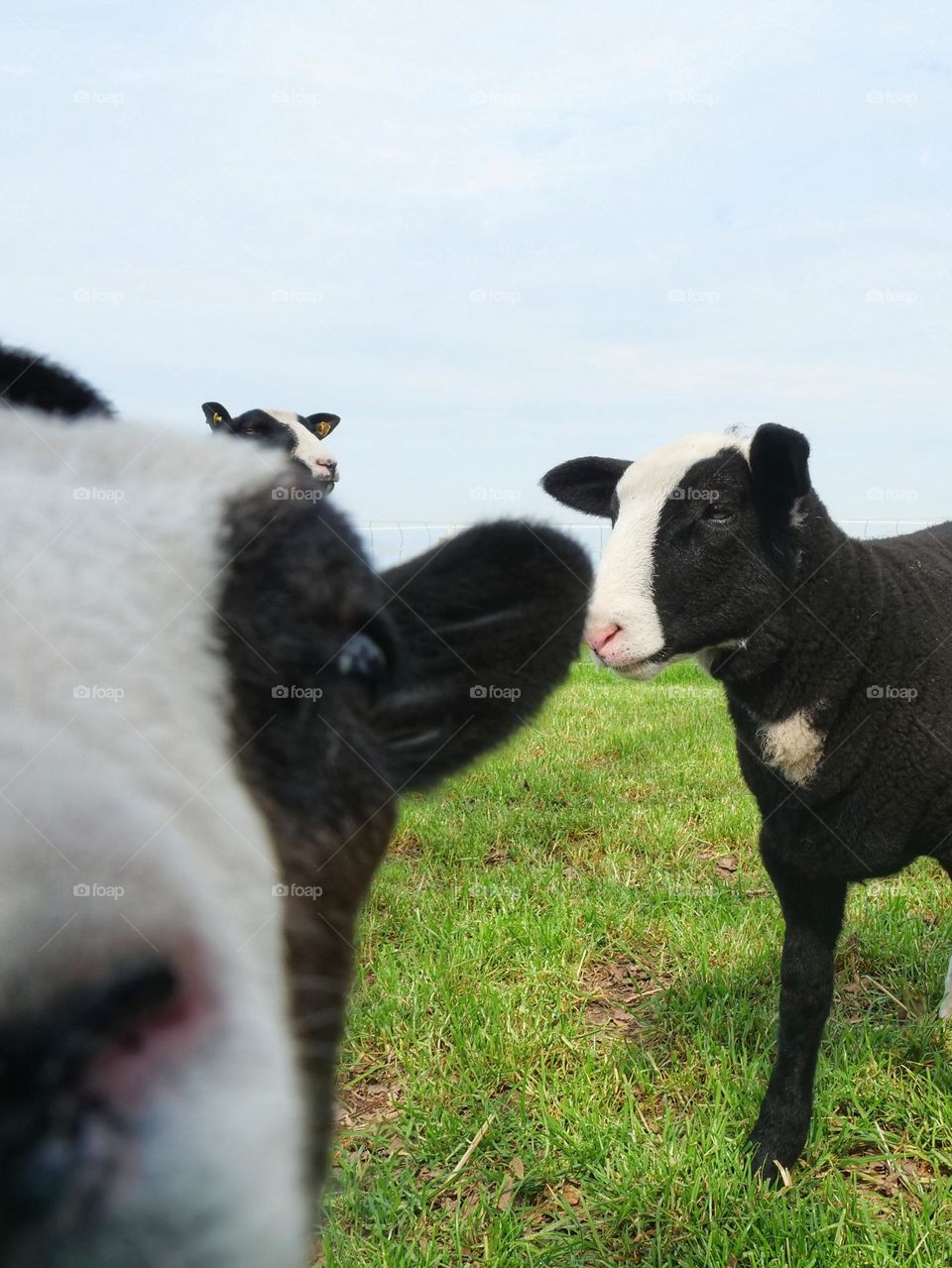 Zwartbles lambs on meadow