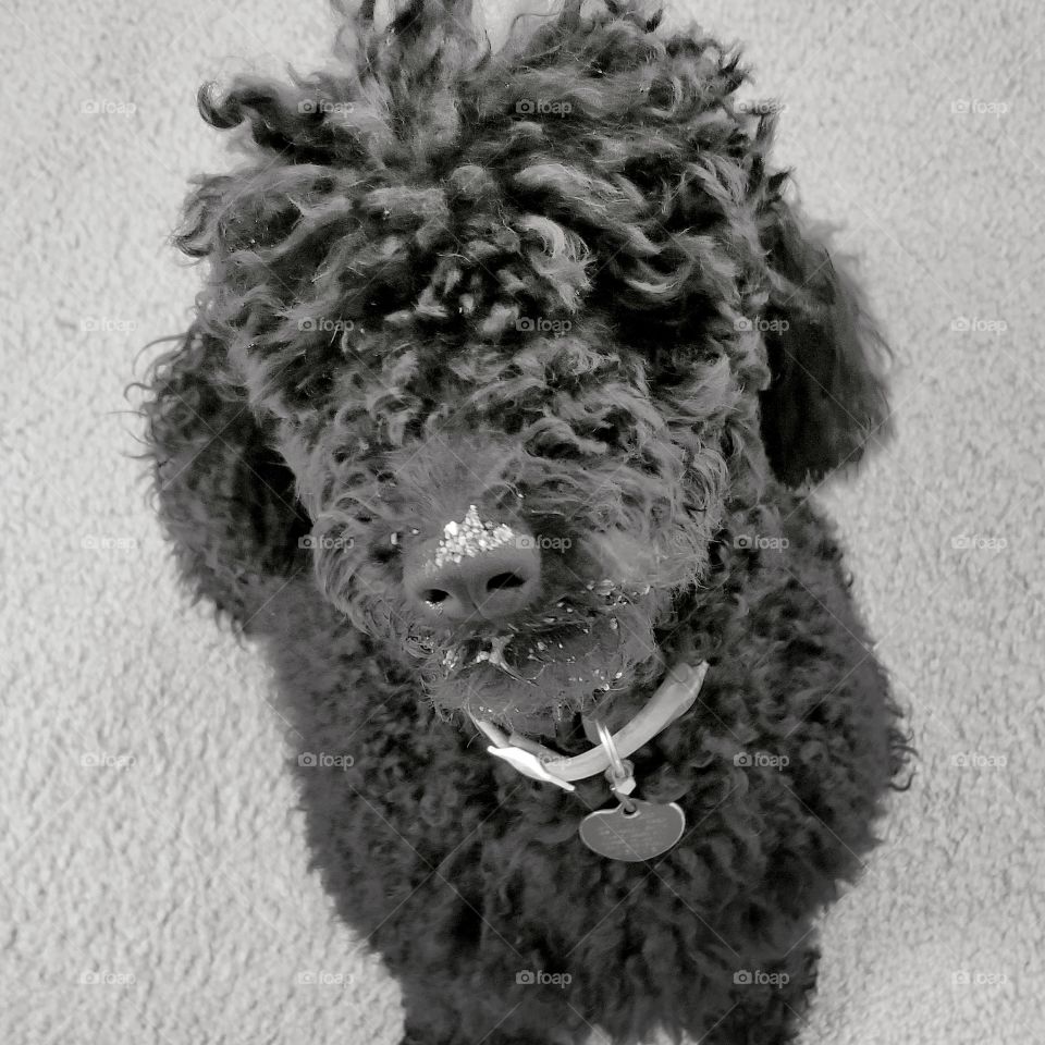 Dexter could benefit from a trim...and a clean litterbox