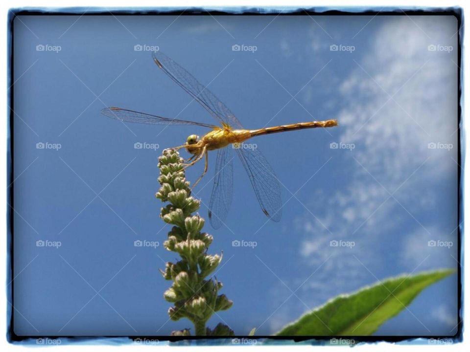 Gold dragonfly high on flower bud, blue sky with fluffy clouds. Green plans leaves.