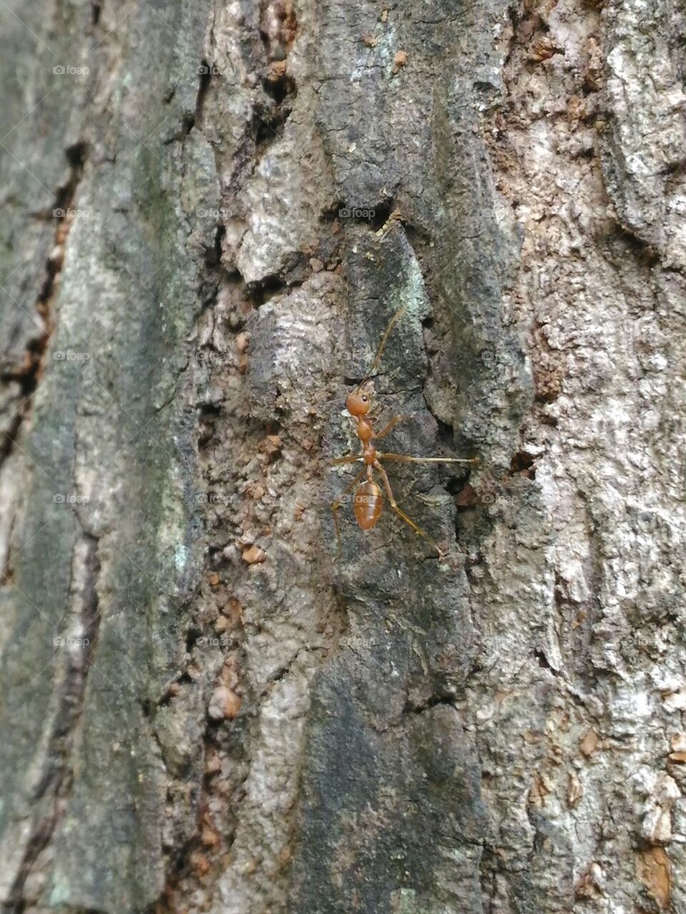 Orange  colour  Ant  on  a  surface  of  a  tree