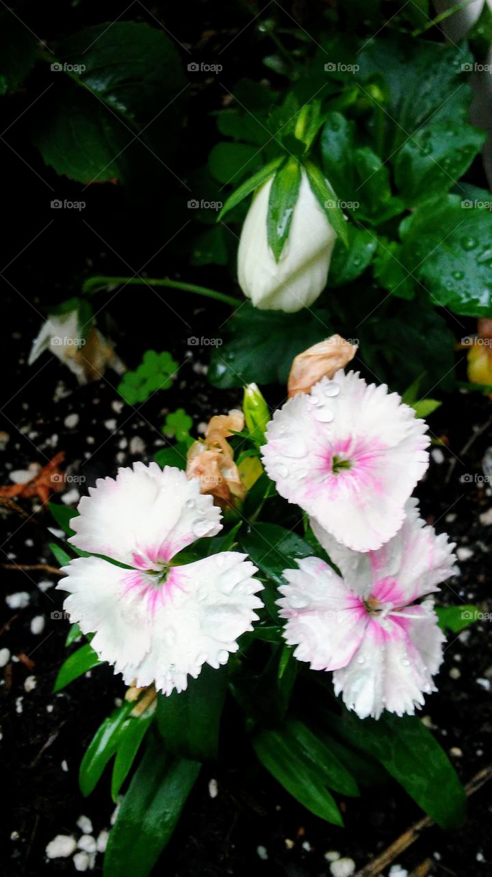 Flower, Leaf, Nature, No Person, Flora