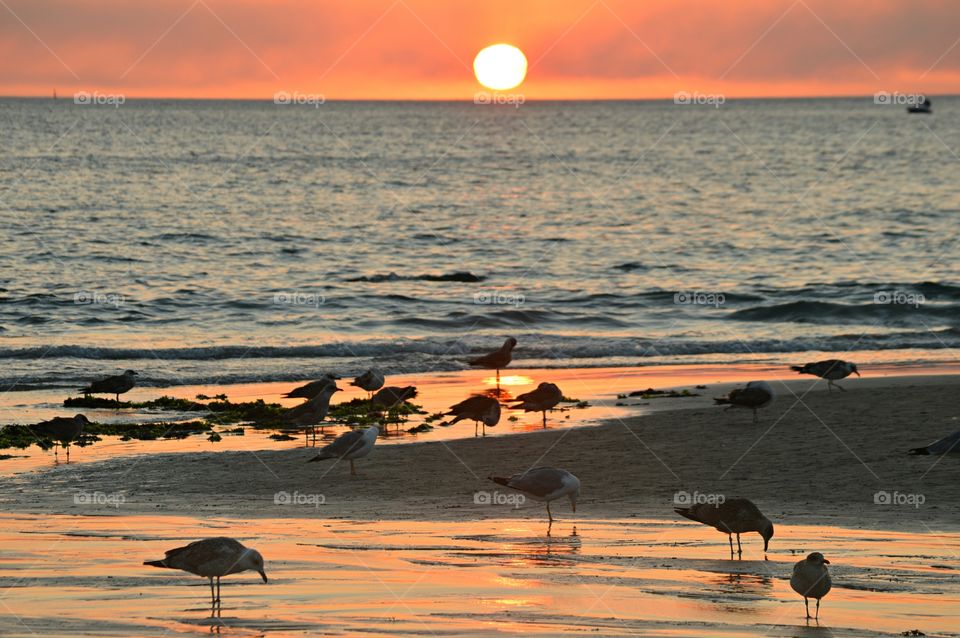 Seagulls feeding at low tide