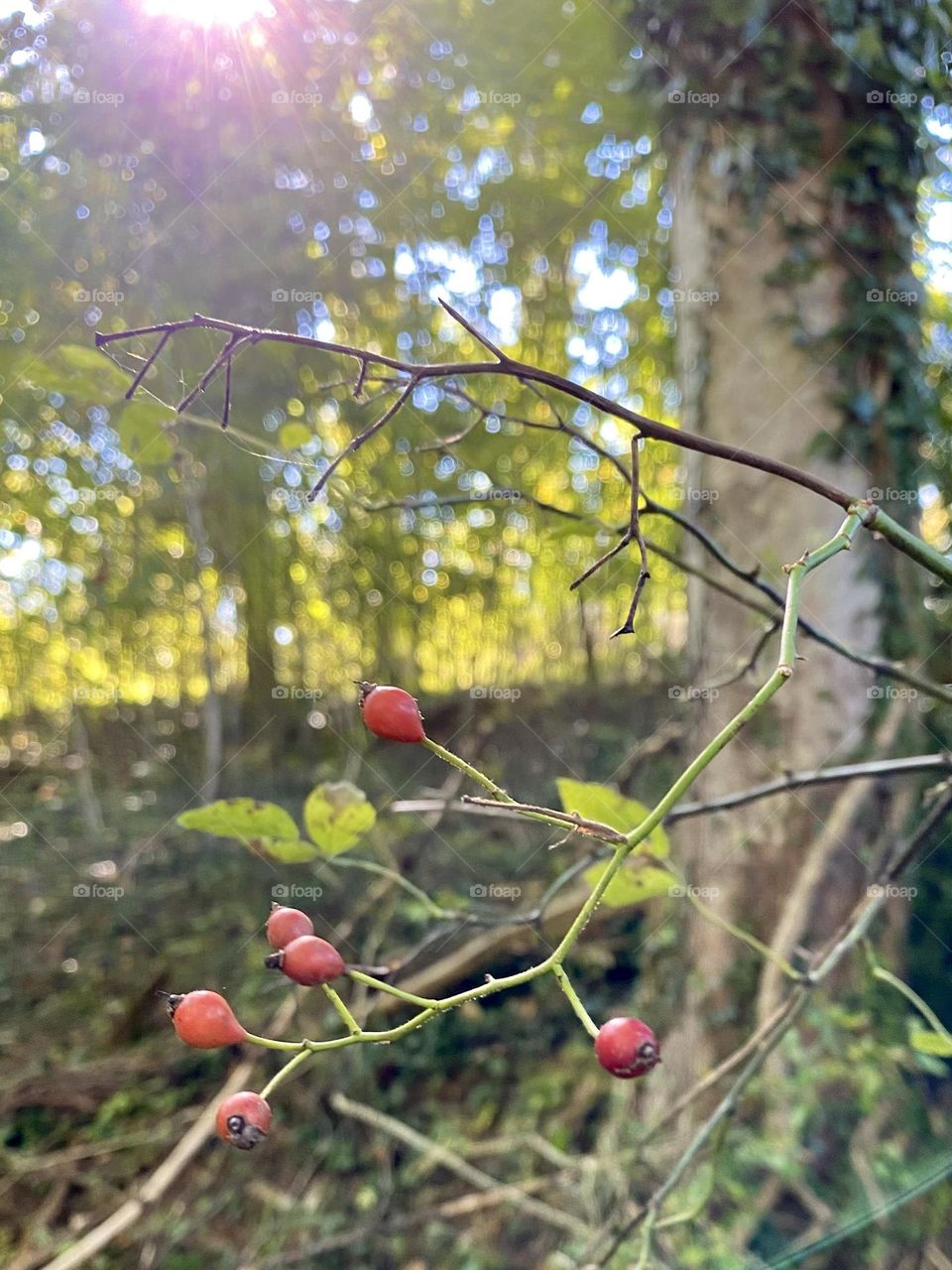 Rose Hips in the wild 