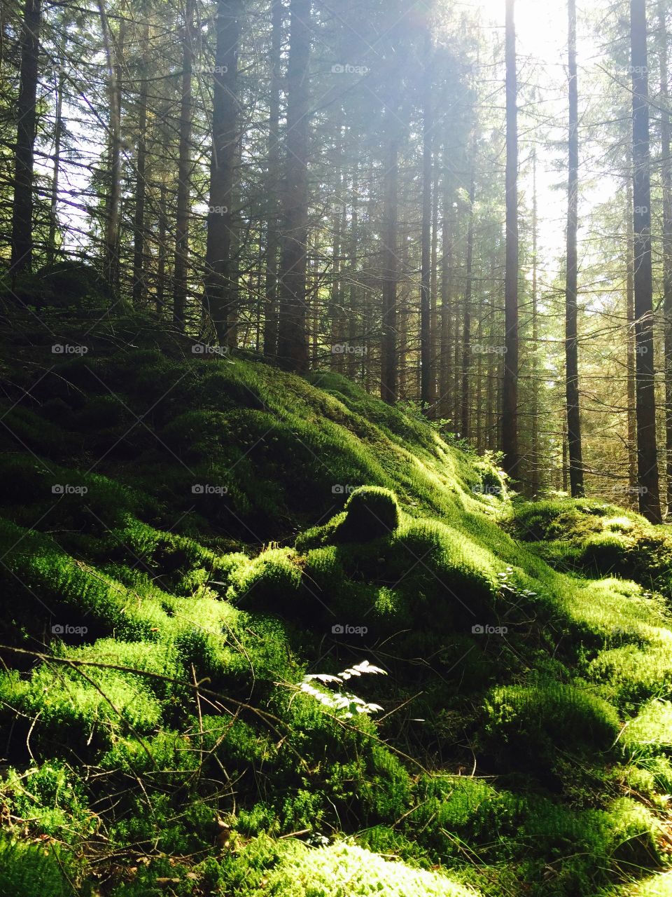 View of a green forest