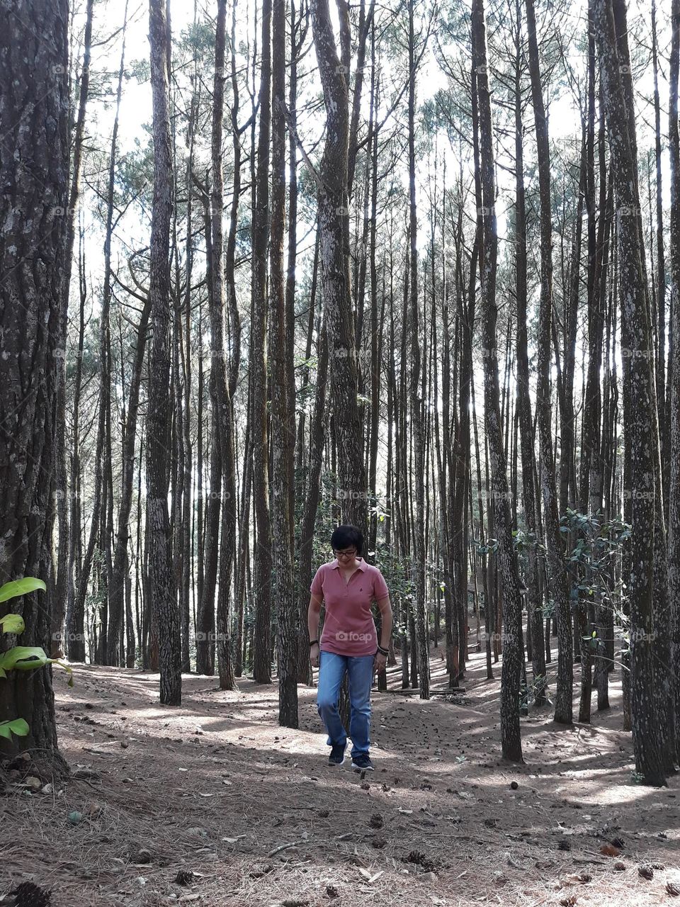 walk in the pine forest