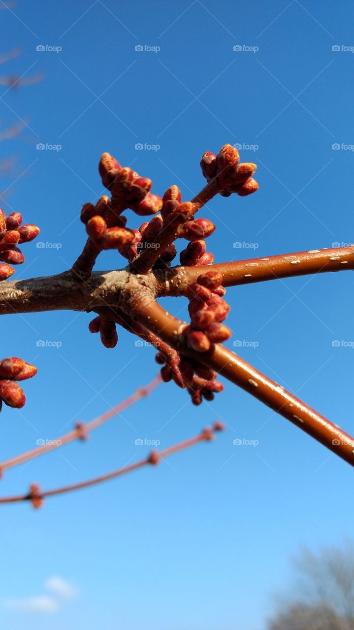 budding tree