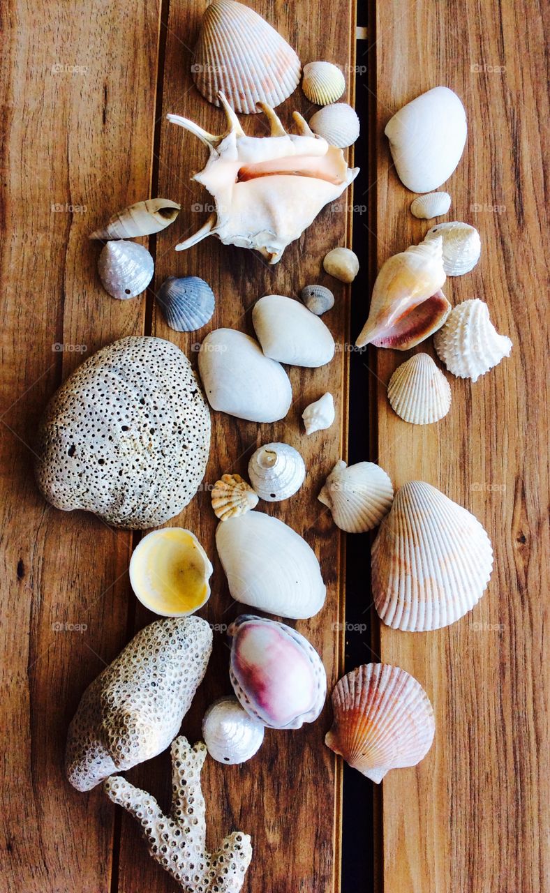 Collection of Seashells