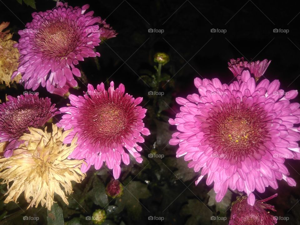 dark pink chrysanthemum