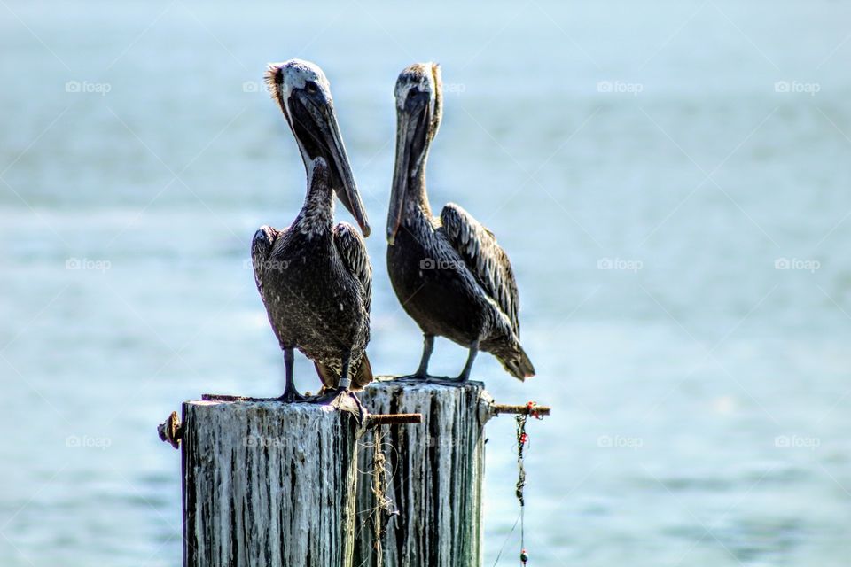 Pelicans