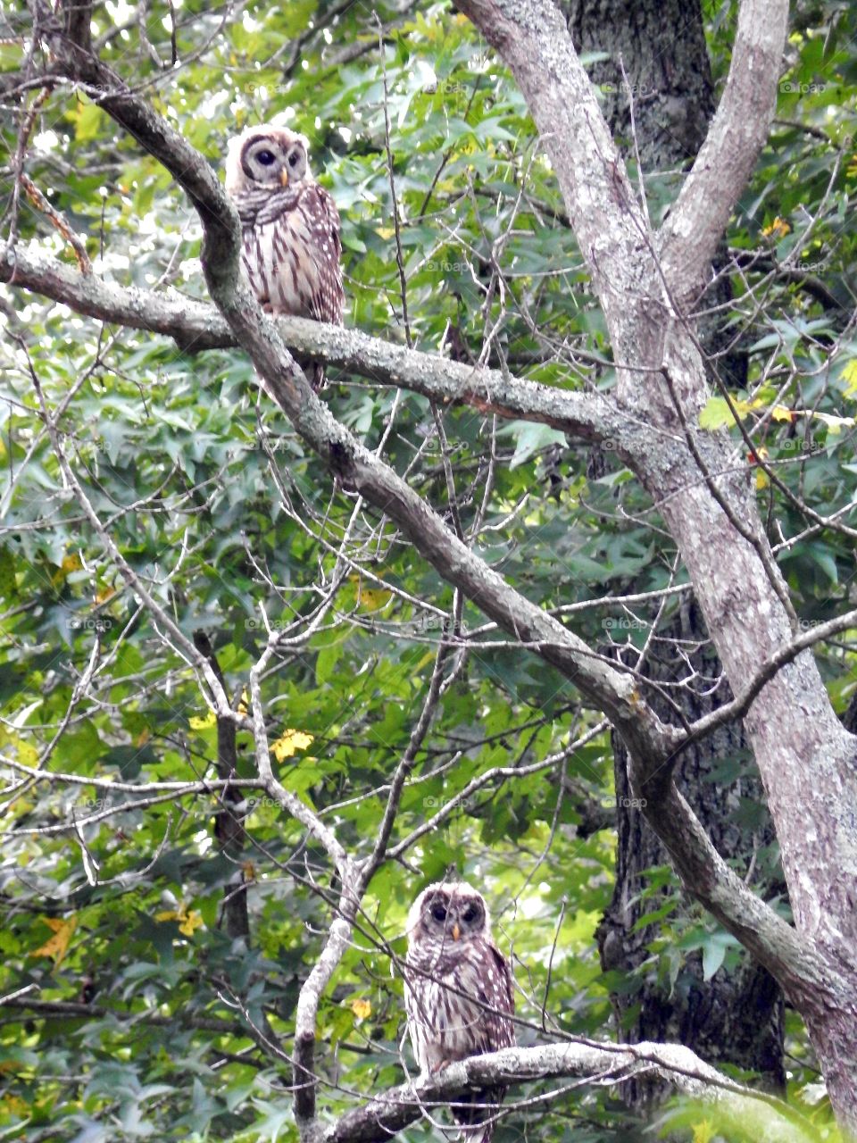 Two Screech Owls in the wild