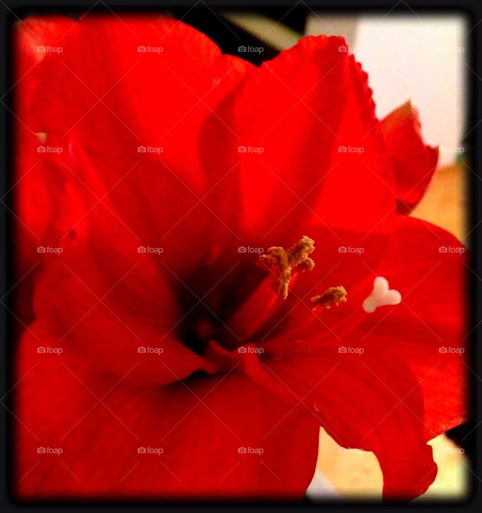Amaryllis
