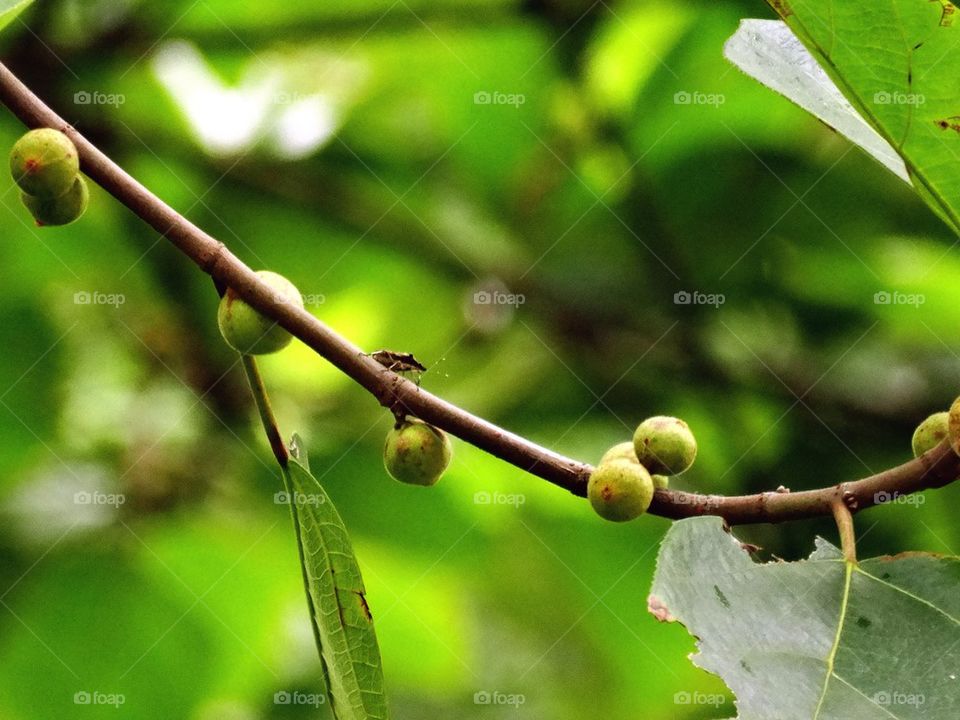 A bug and fruits