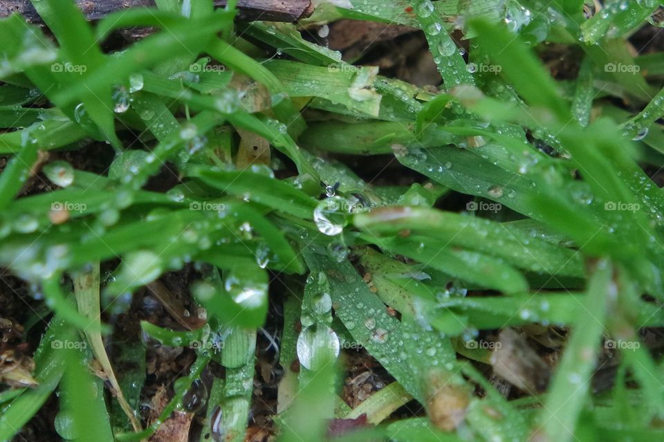 Dewdrops