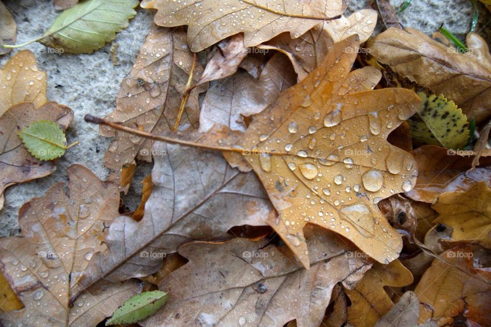 Wet leaves 