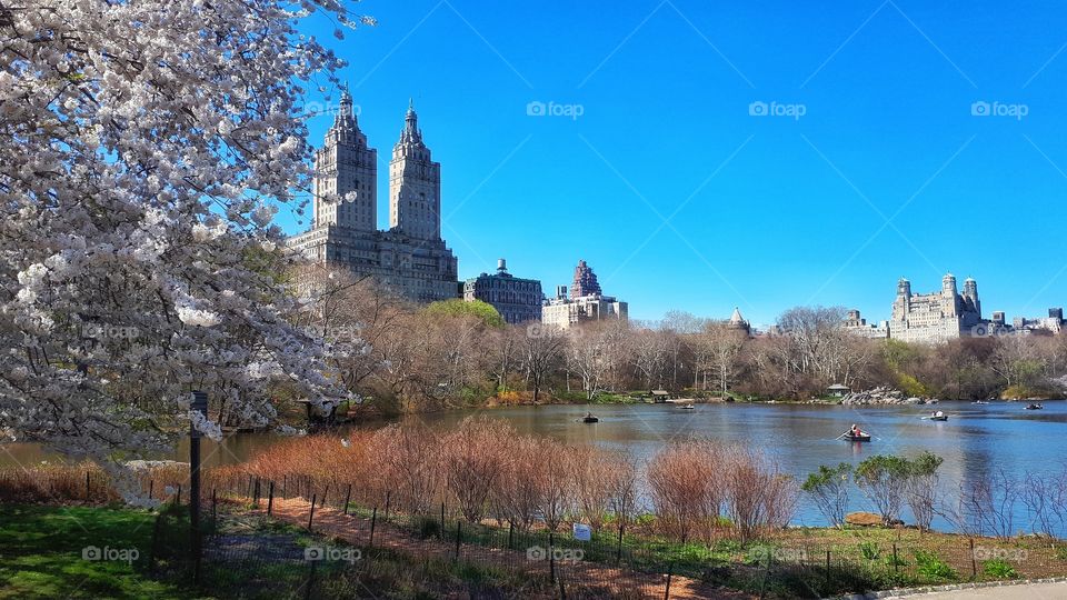 Central Park  - New York