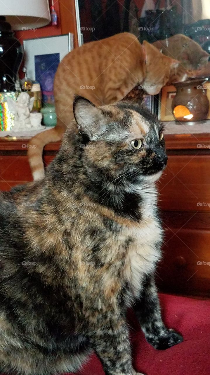 curios cat in the back