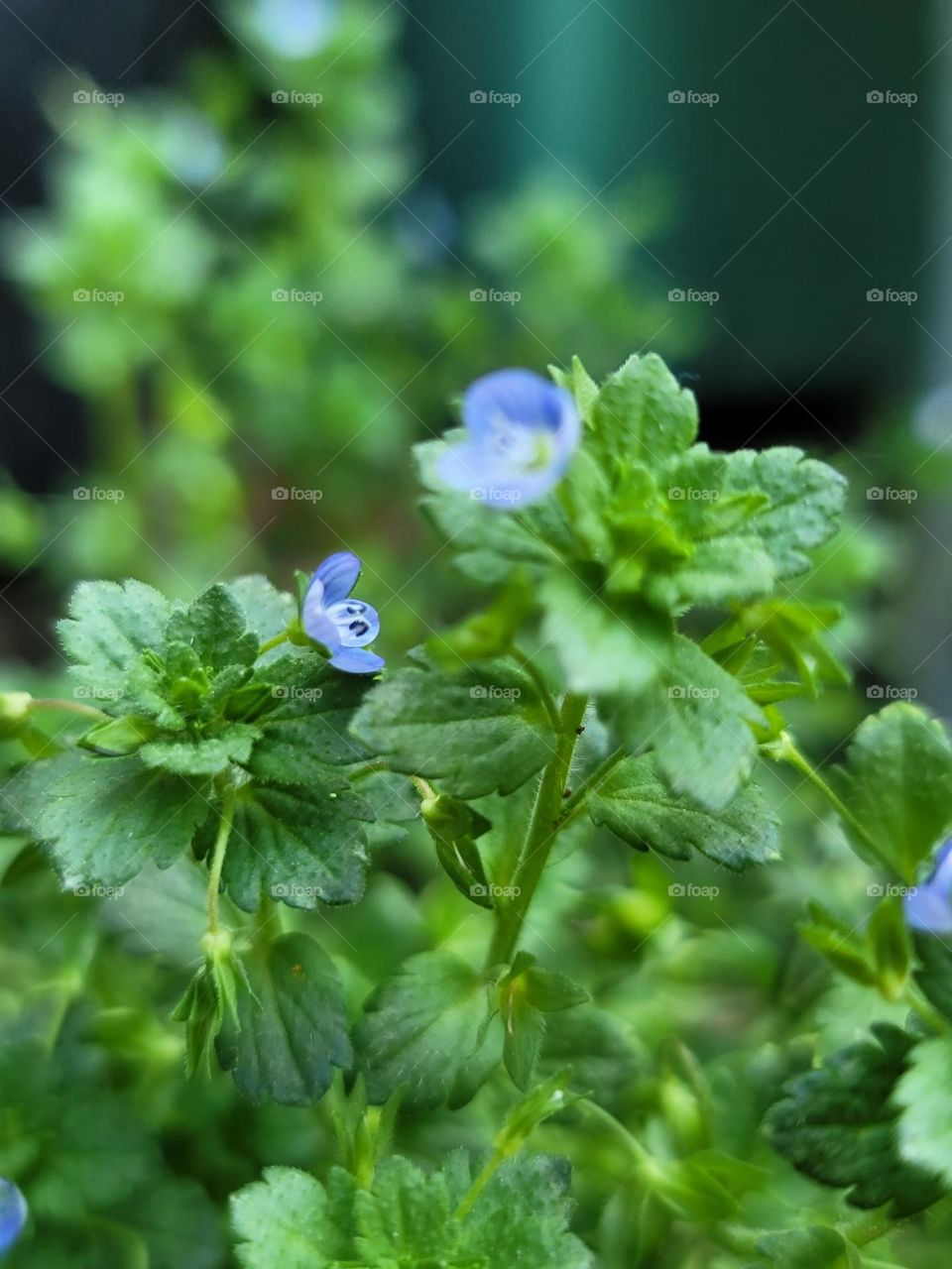 Spring paints the world in vivid hues. Soft pink cherry blossoms, tender green leaves, sunny yellow daffodils, and sky-blue clear days blend into a breathtakingly beautiful palette.