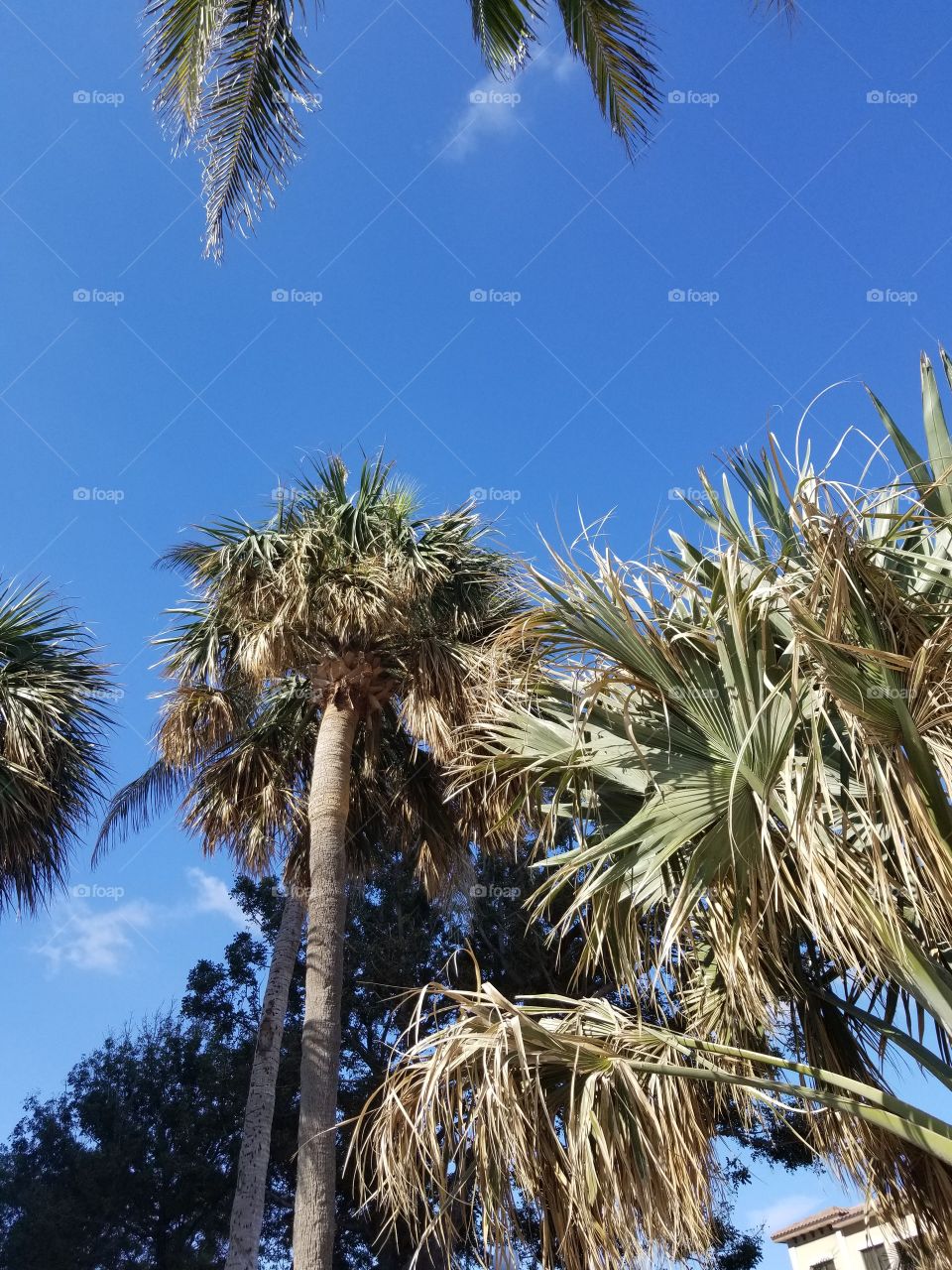 Glorious Tropical splendor