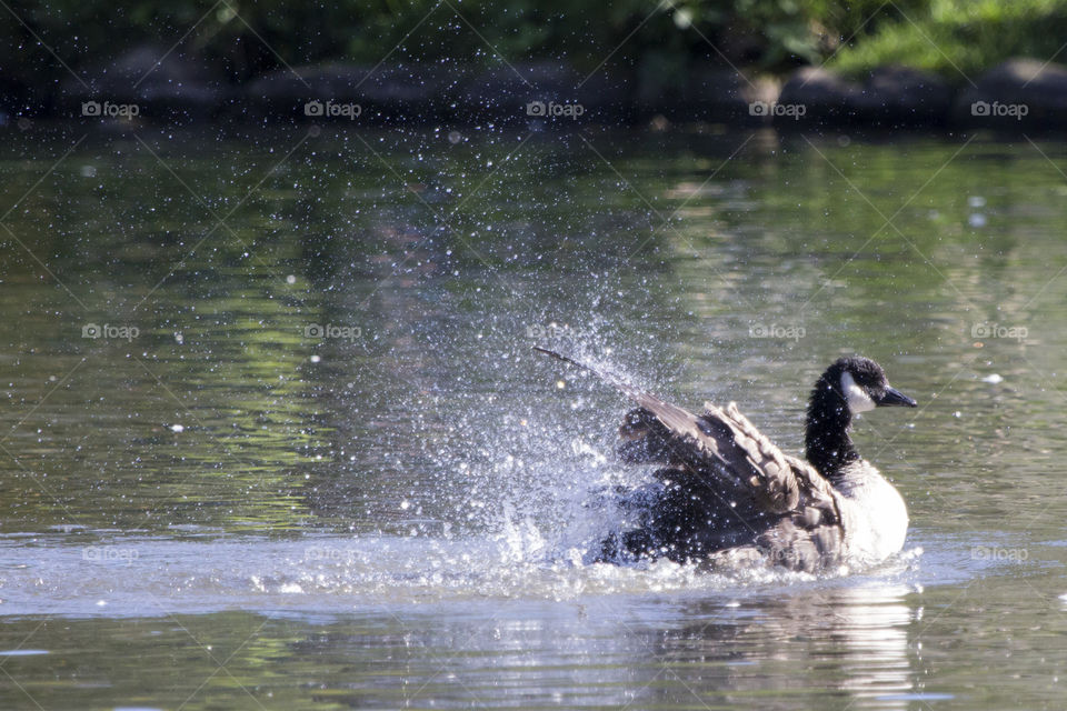 Close-up of a canadian goose swimming in lake