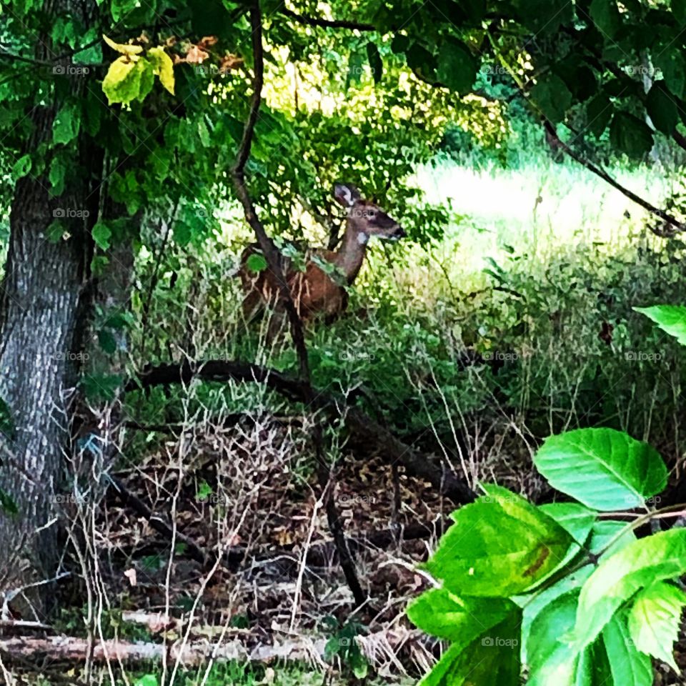 Deer grazing Sunsetting in the woods 