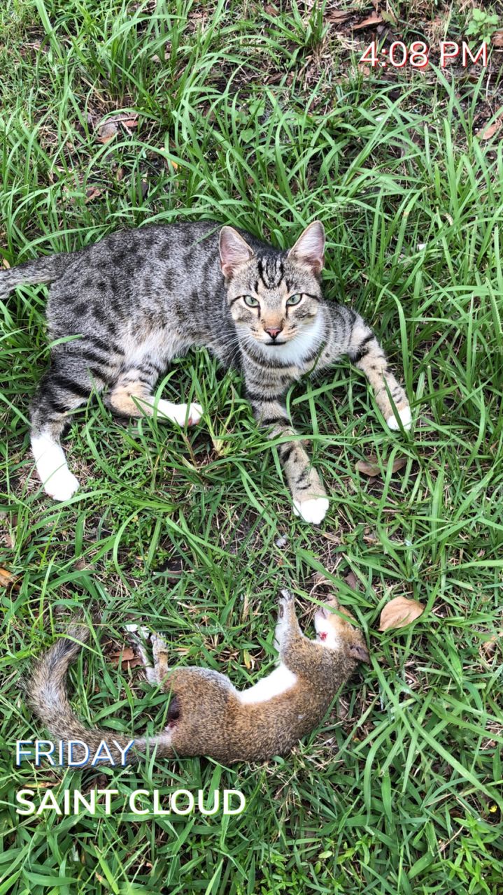 Gray striped Cat Purrs as she sits and waits for approval after bring home a squirrel as Gift to show her owners how much she appreciates them .
