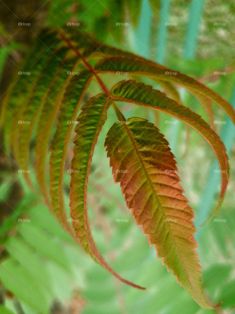 magical fall leaves