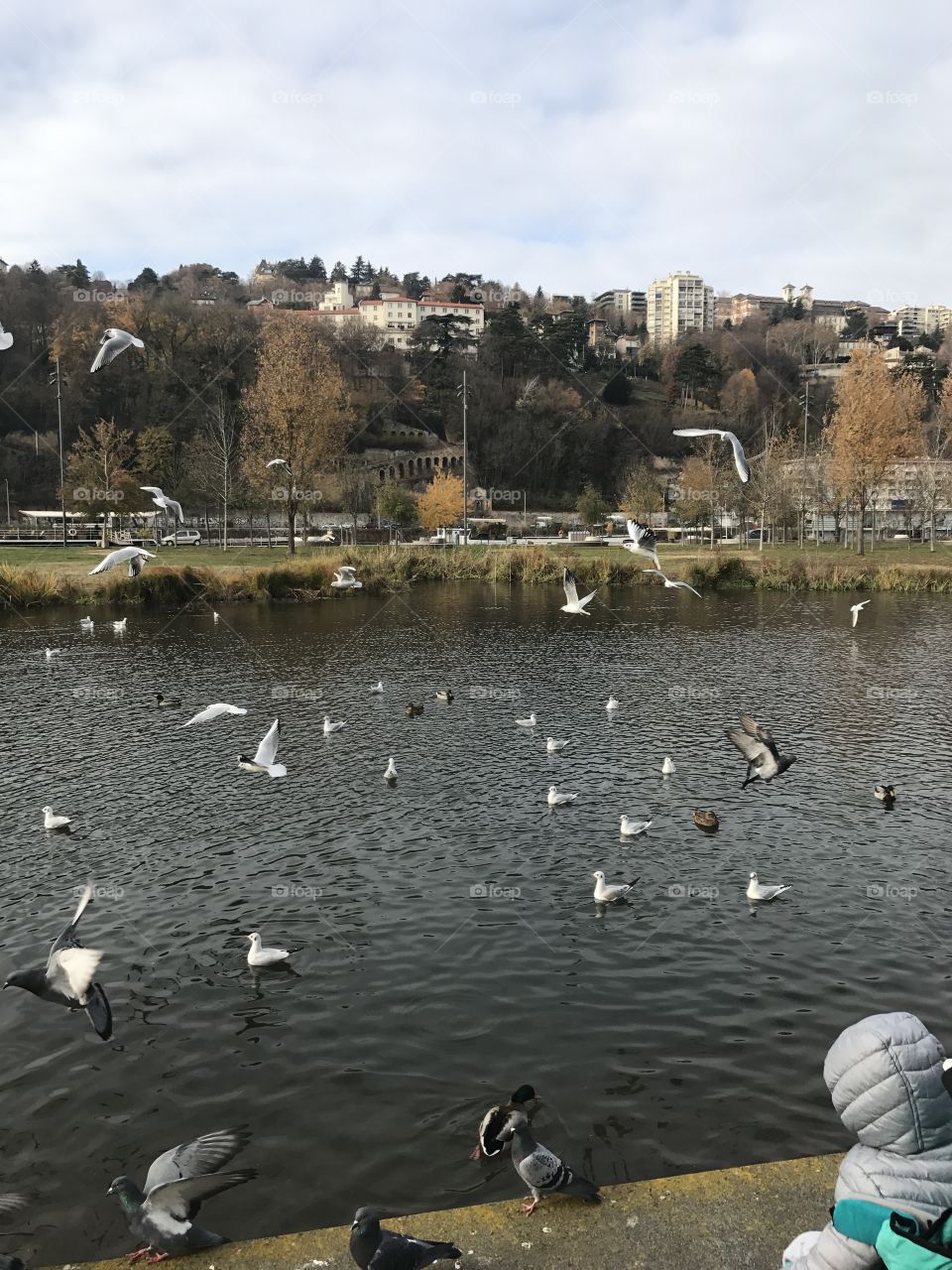 Bird fly lake Lyon 