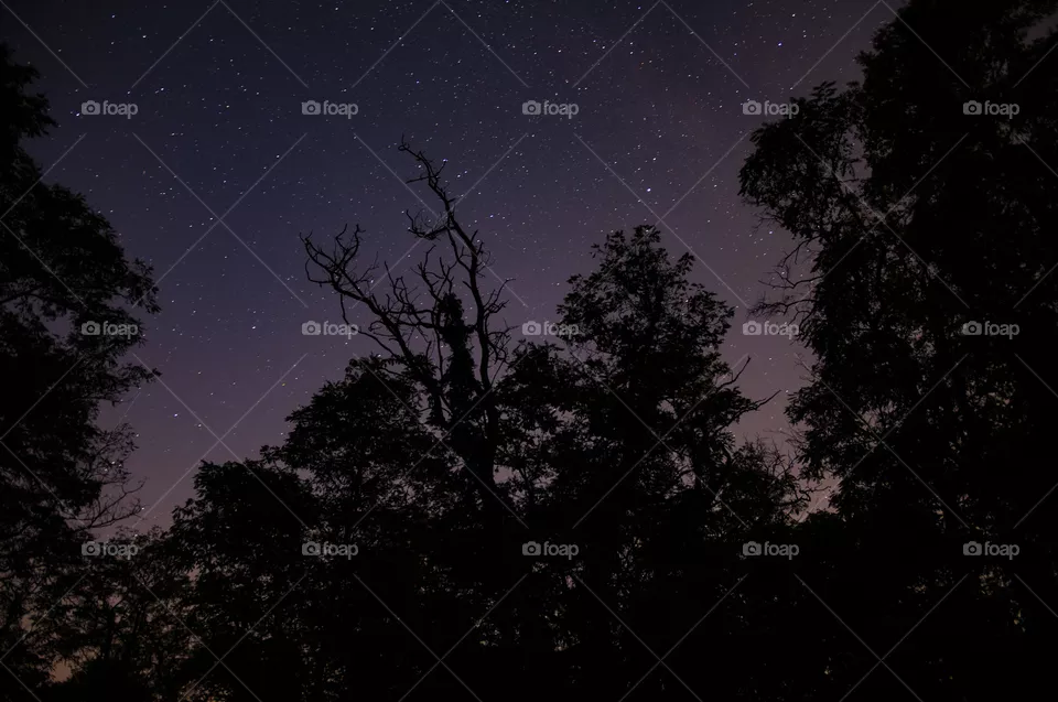 Stars