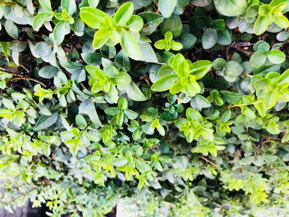 Green plants on the hedge 