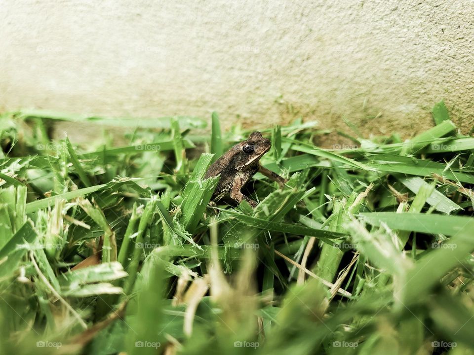 From the ground a view of a baby frog on his sight level.