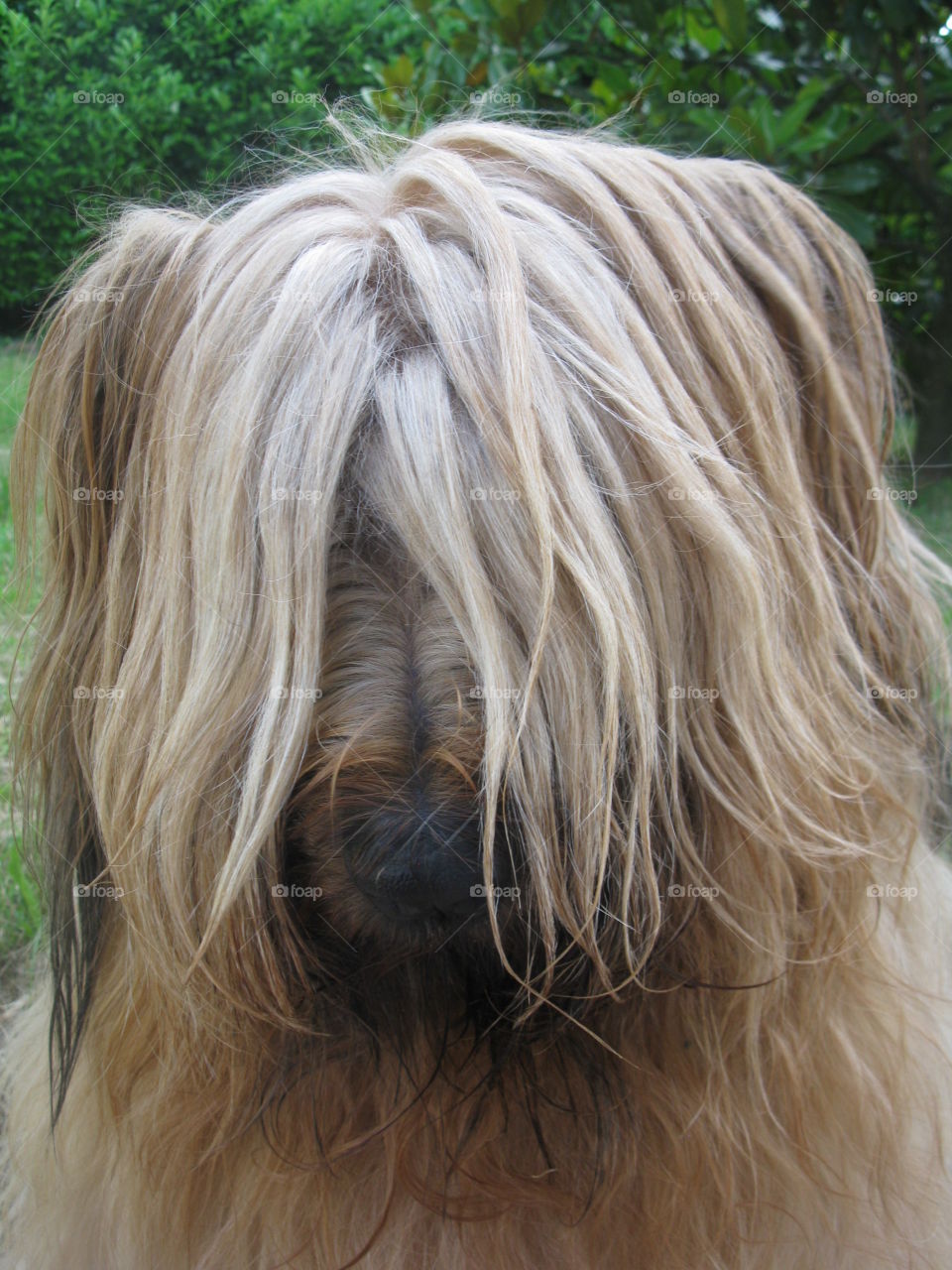 Dog briard Cannelle