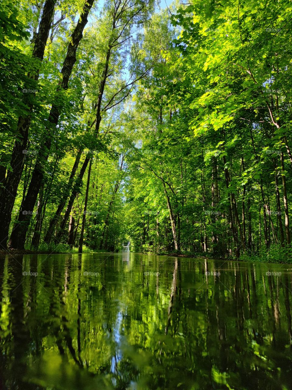 Summer landscape.  Green trees grow along the rain-soaked asphalt road.  The tops of the trees are reflected on the wet pavement