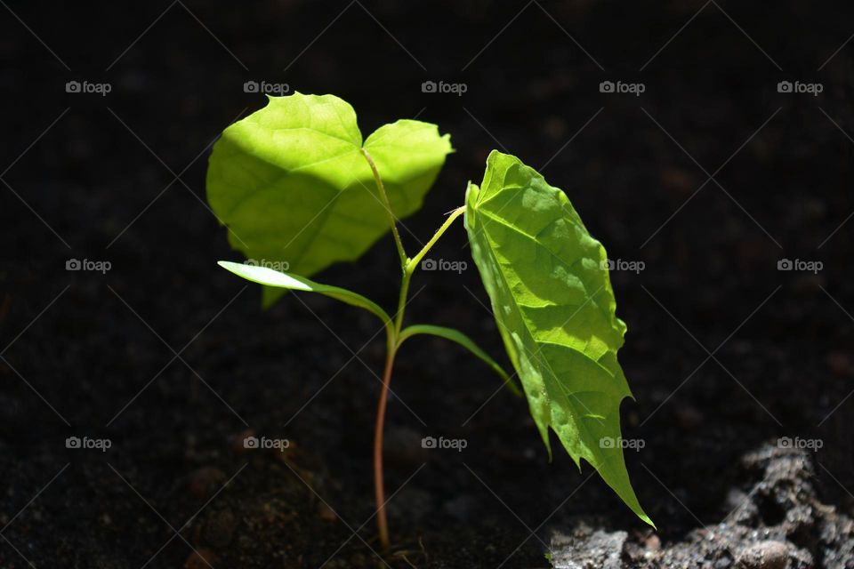 green plant in sunlight love life, love colour