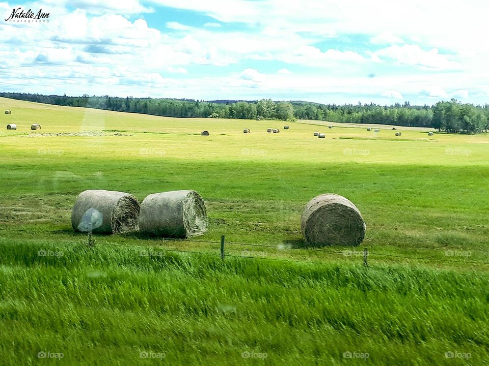 the country hay