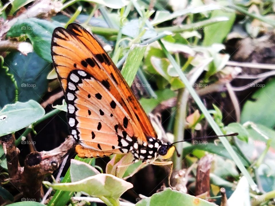 Right side of the butterfly.