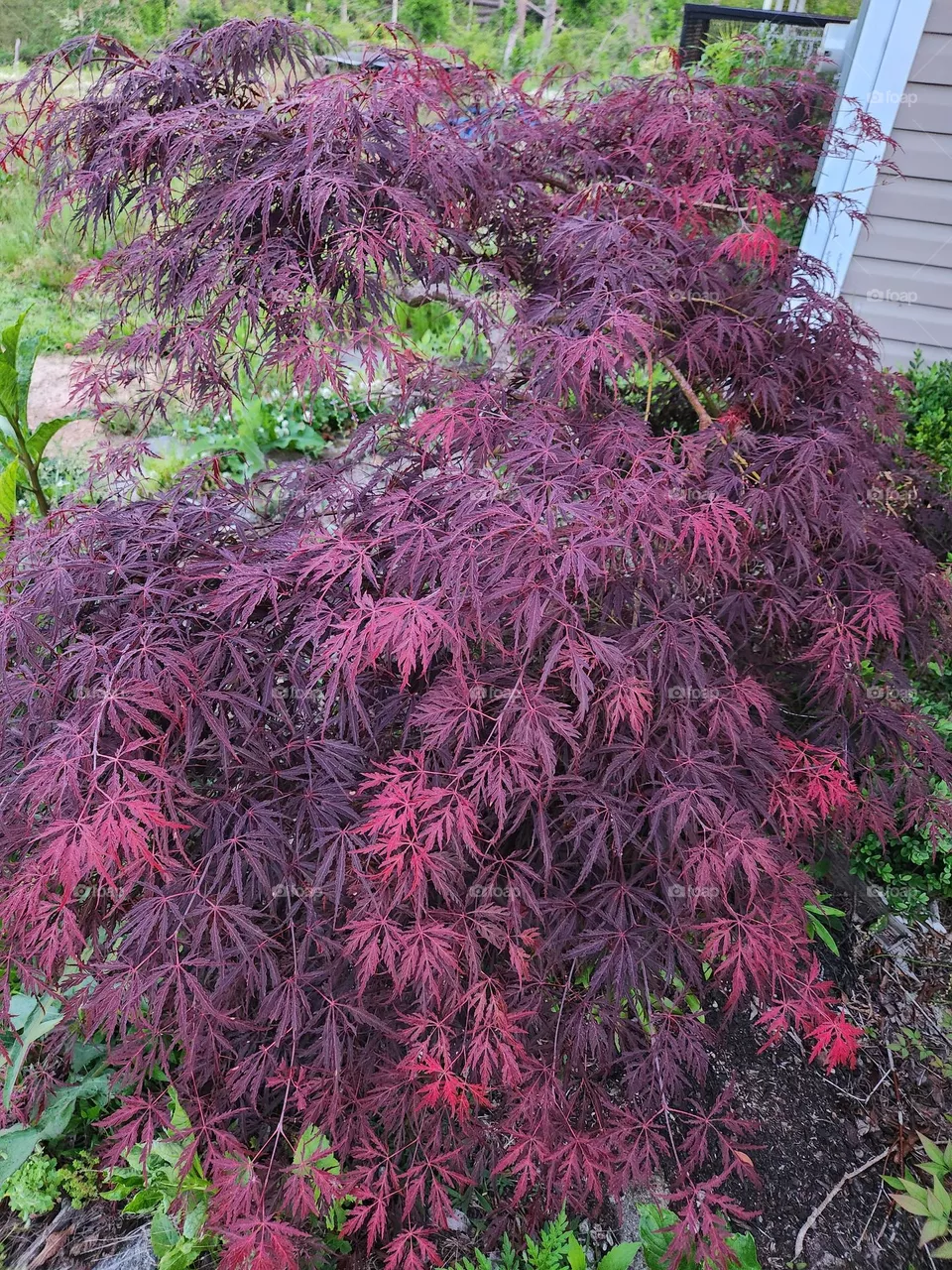 Maple Tree