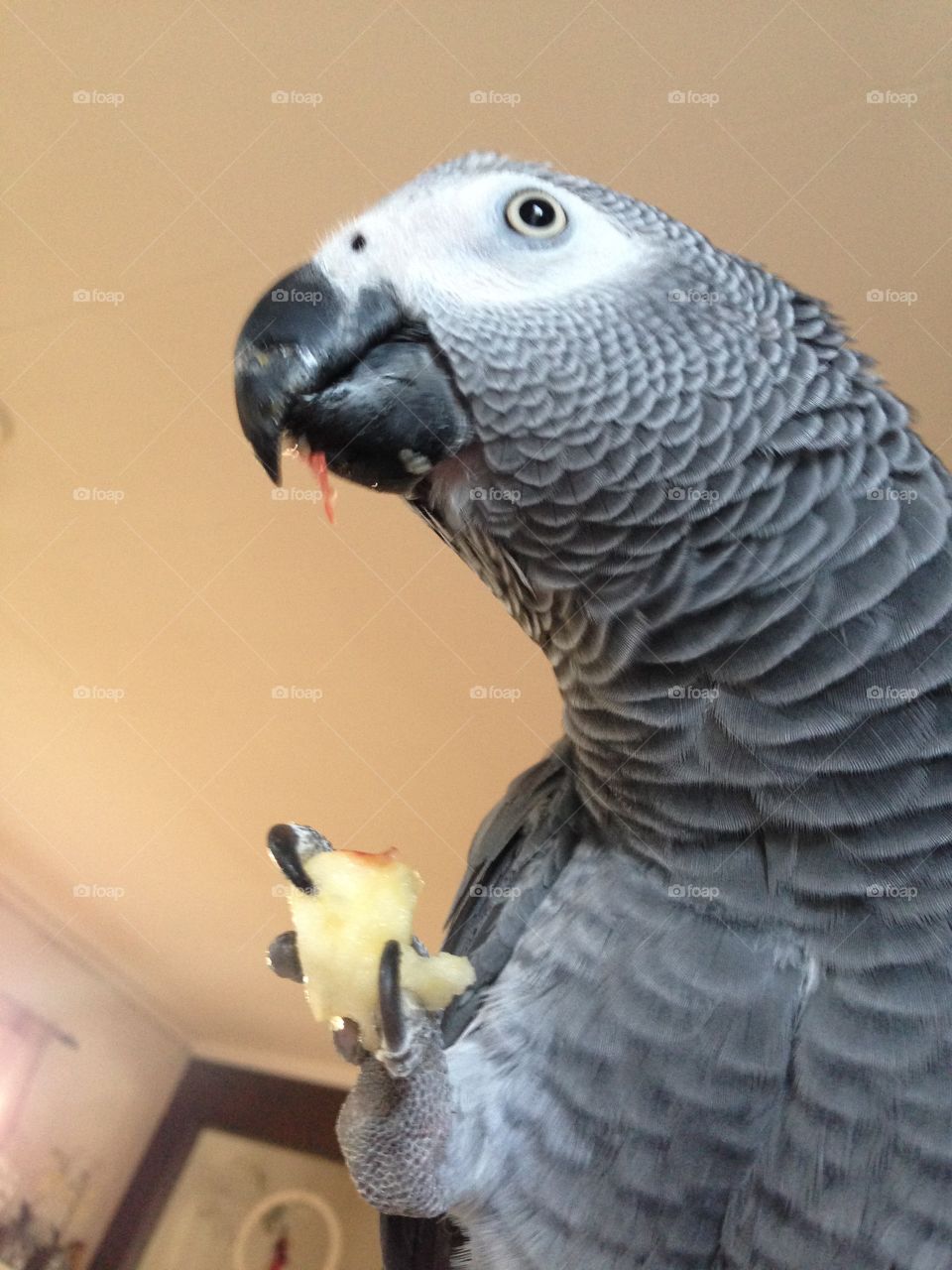 Parrot