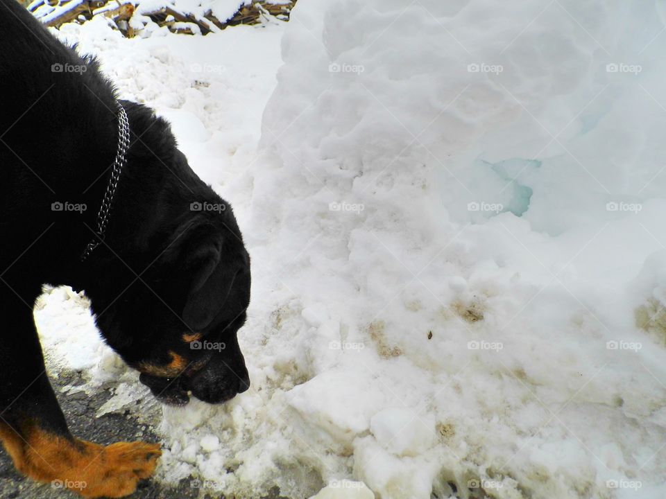 a dog eat Snow White