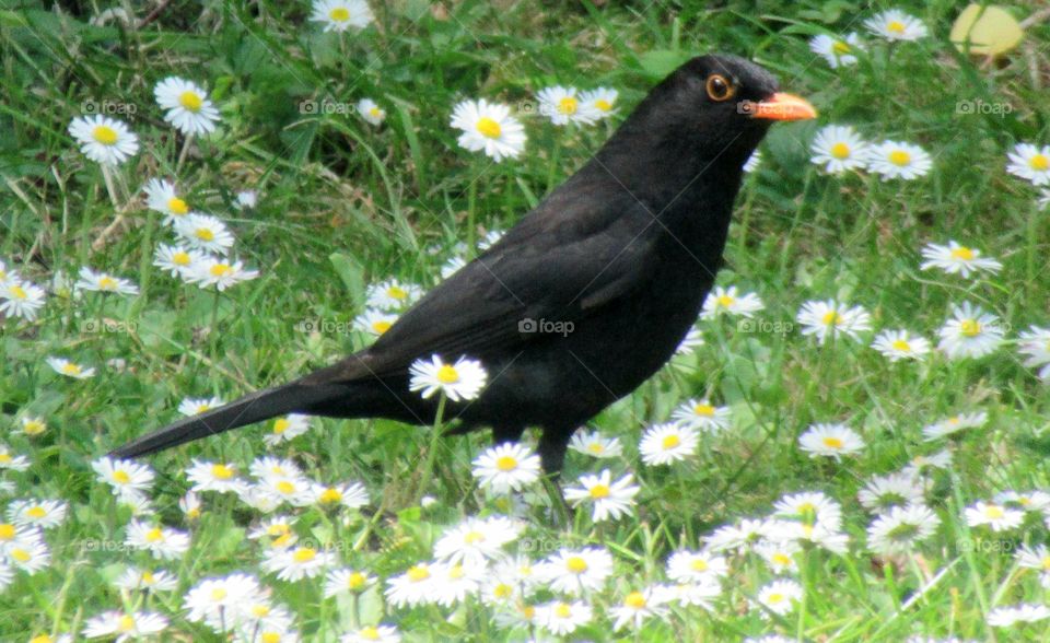 Blackbird stood between lots of daisies