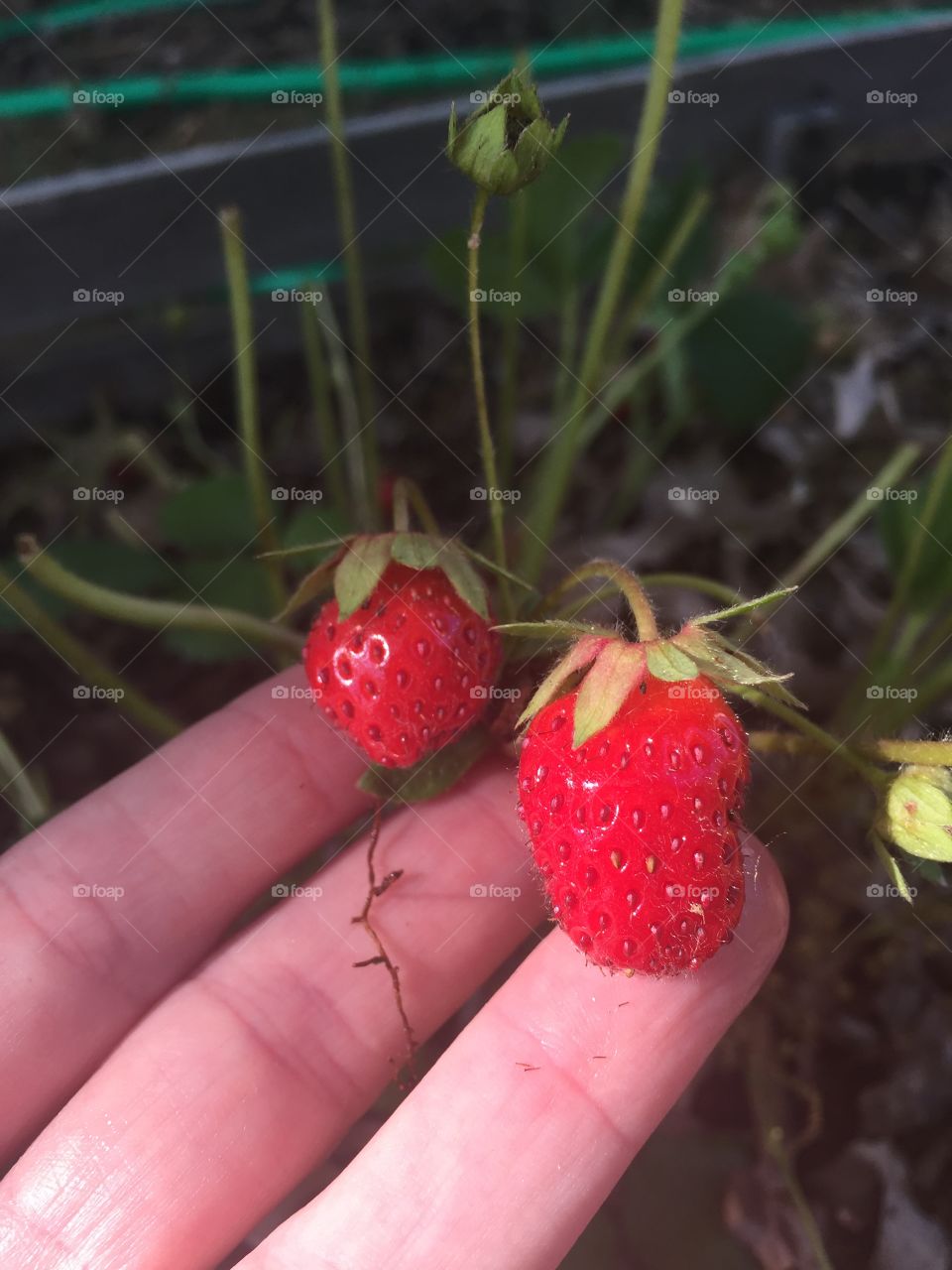 Colorful berries
First strawberries of the year