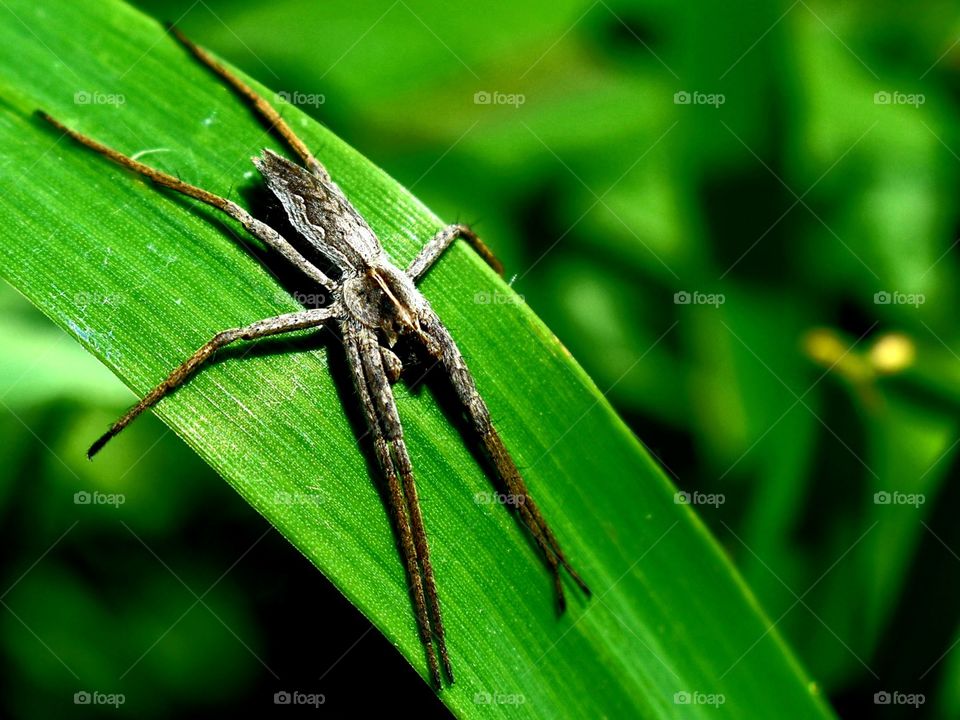 spider in nature