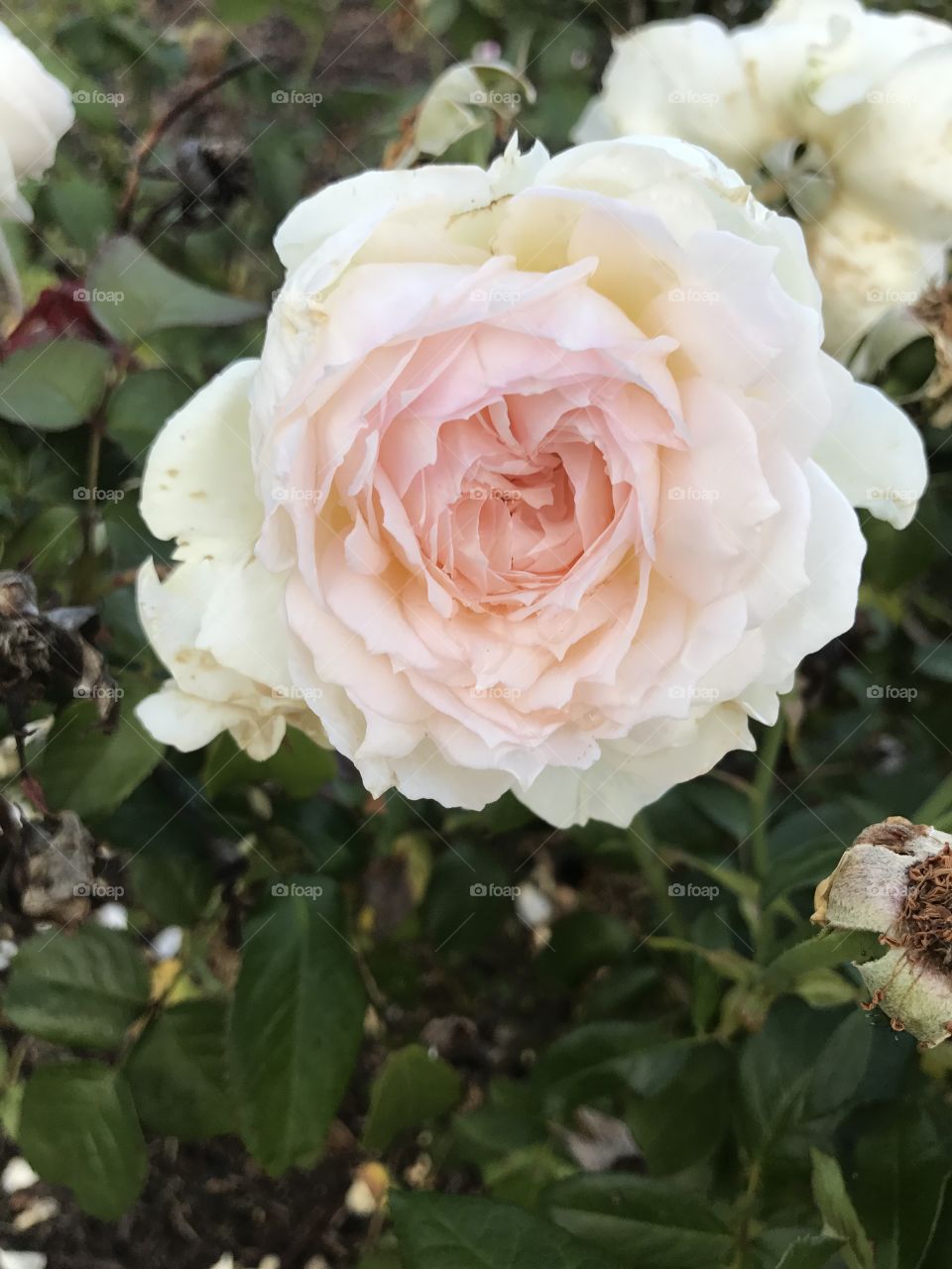 Cottage rose in the summer 