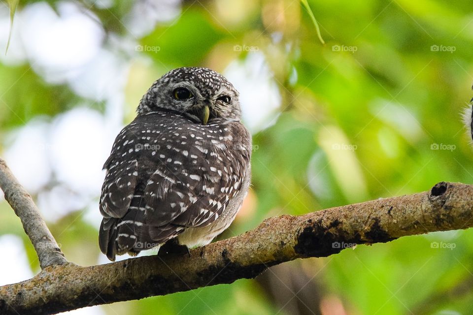 Spotted Owlet 