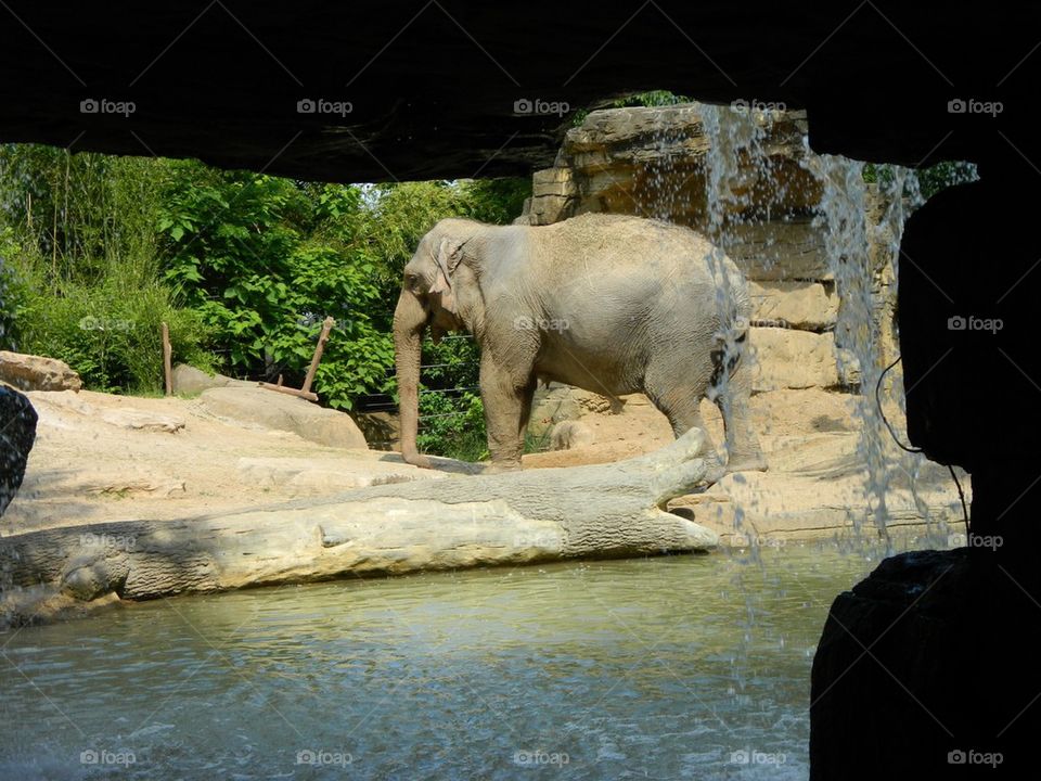Elephant 