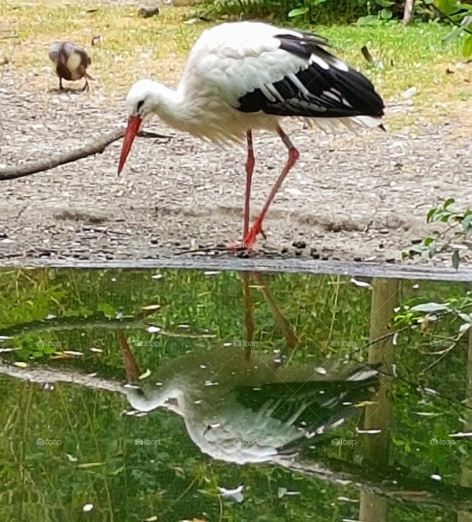 Bird reflection