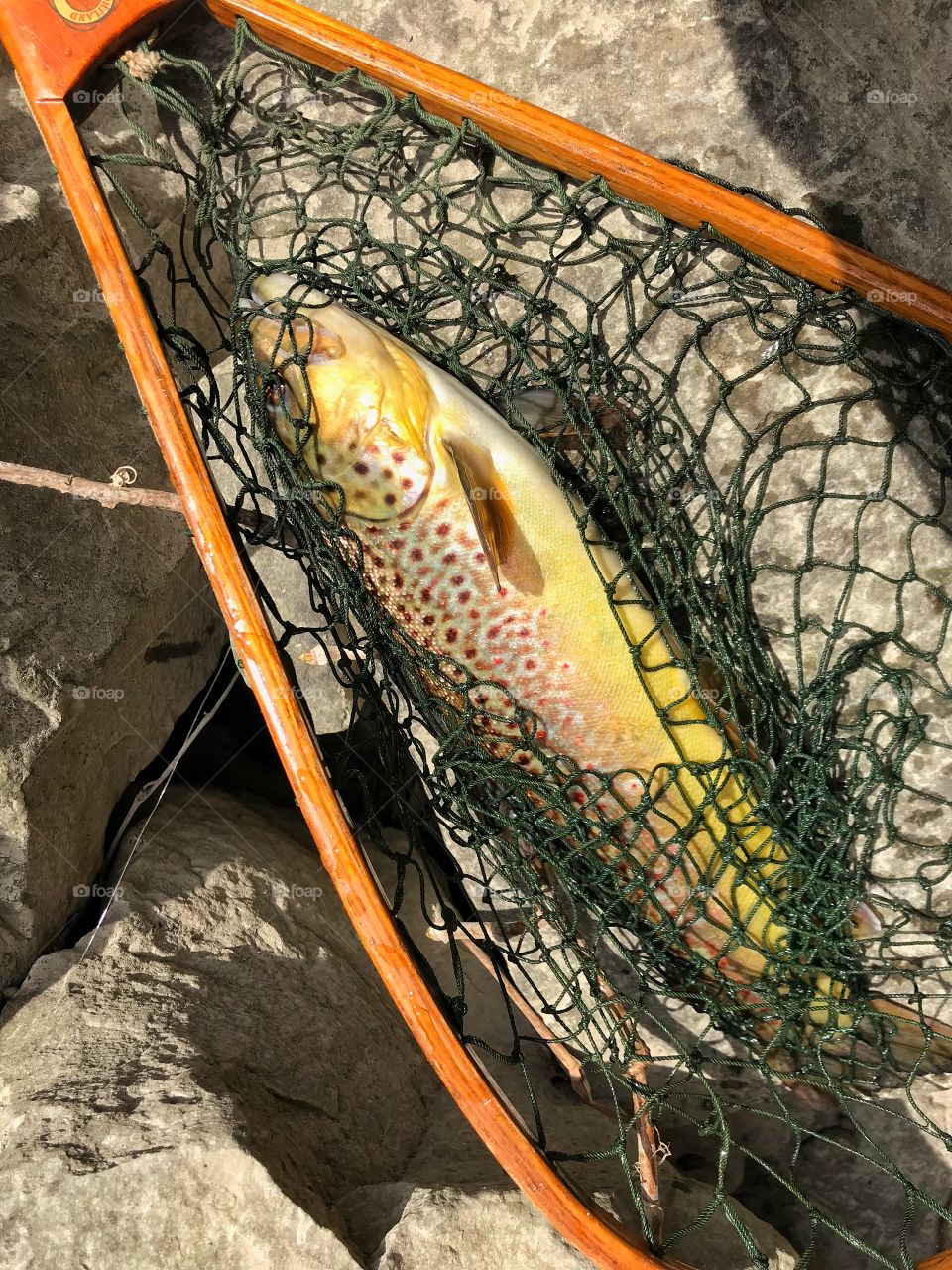 Brown trout