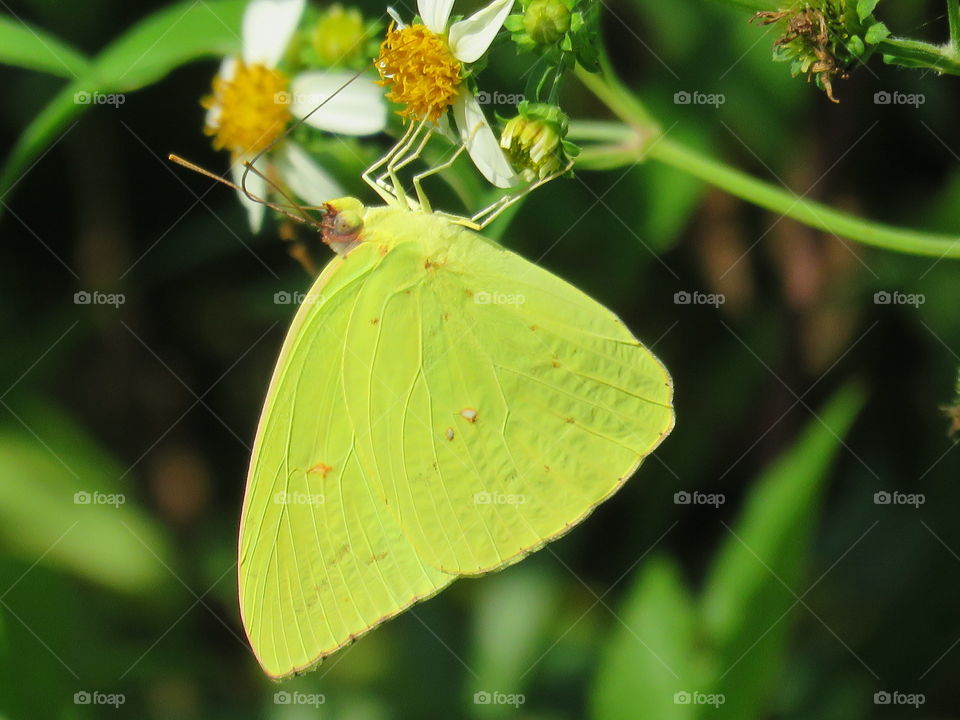 Cloudless sulphur