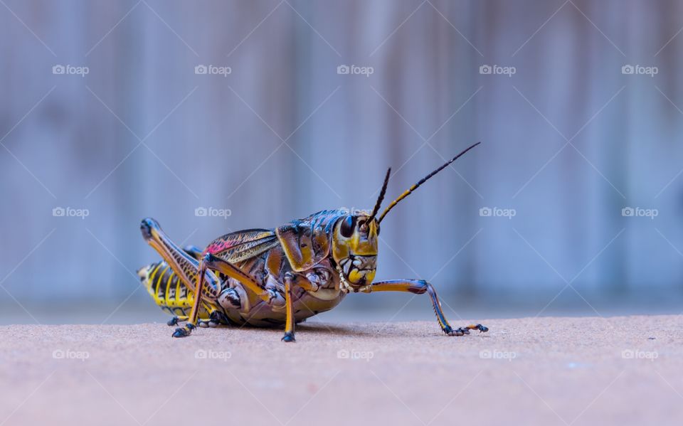 colorful lubber grasshopper sitting on concrete with bluish white wash fence in background