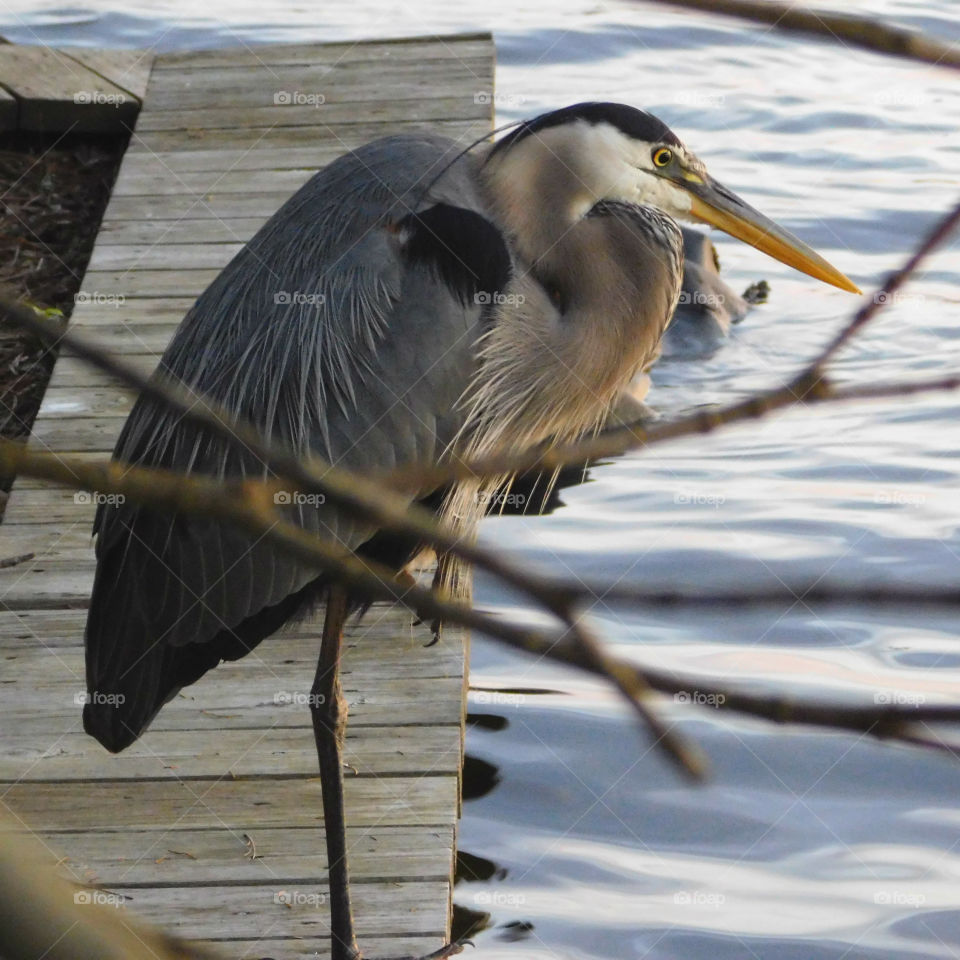 Blue Heron standing on the dock.